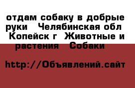 отдам собаку в добрые руки - Челябинская обл., Копейск г. Животные и растения » Собаки   